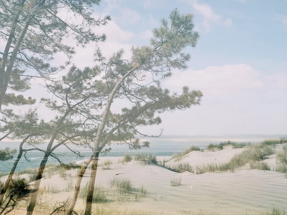 Pins et dune, double exposure by Capucine Frecciani, Bassin d'Arcachon series