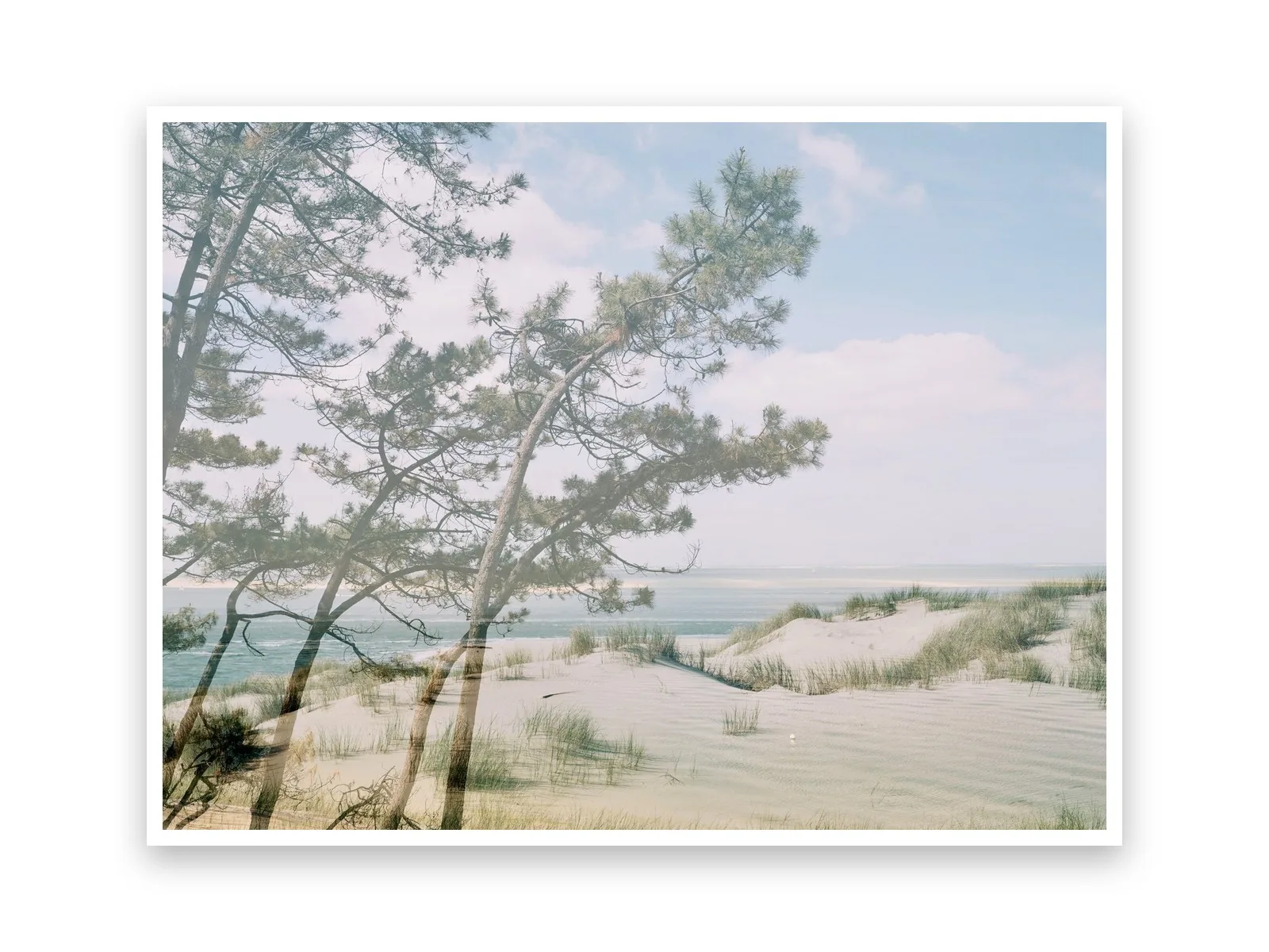 Pins et dune, le tirage sur papier