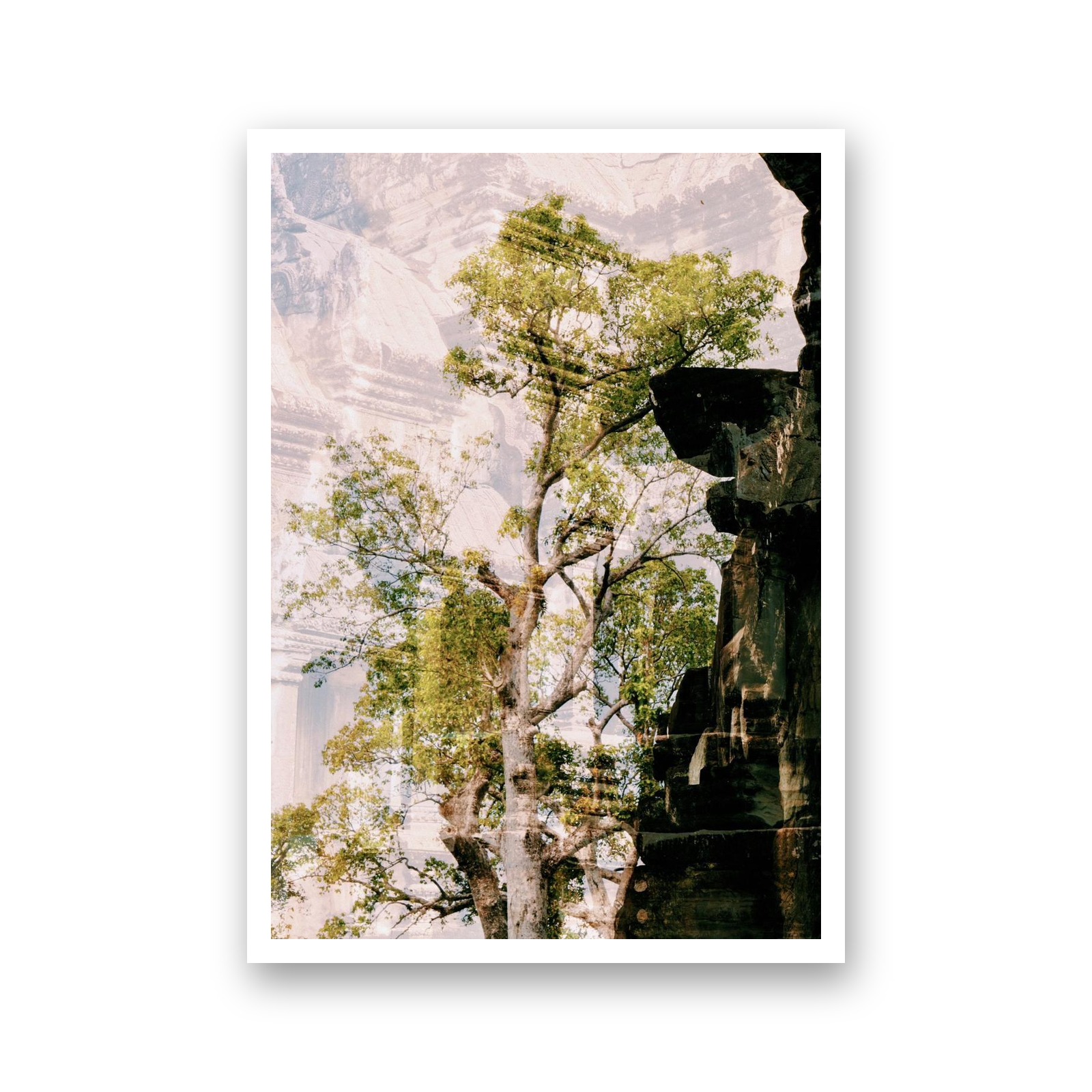 Arbre et pierres d'Angkor entremêlés dans la lumière