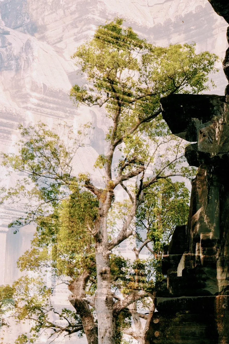 L'arbre et le temple, double exposition de Capucine Frecciani, série Cambodge