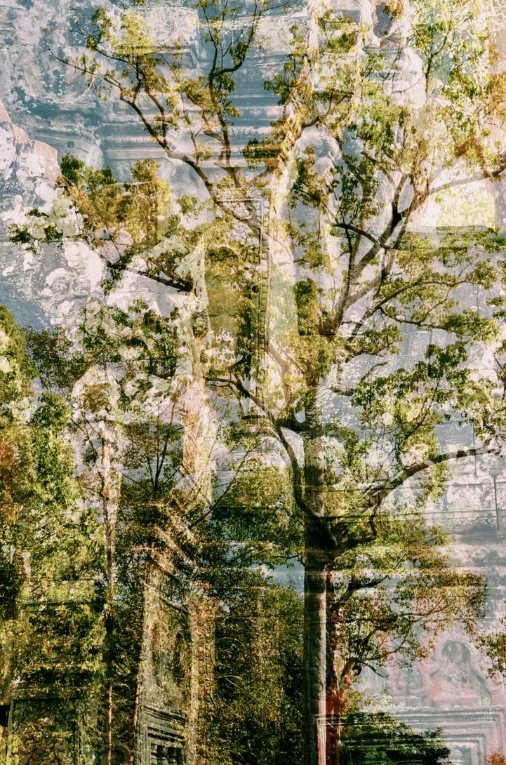 Les Arbres, double exposition de Capucine Frecciani, série Cambodge